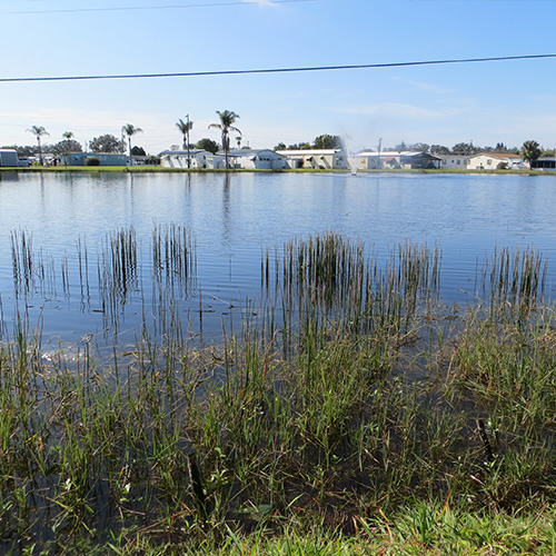 photograph of a large pond with reeds growing with mobile homes in the background